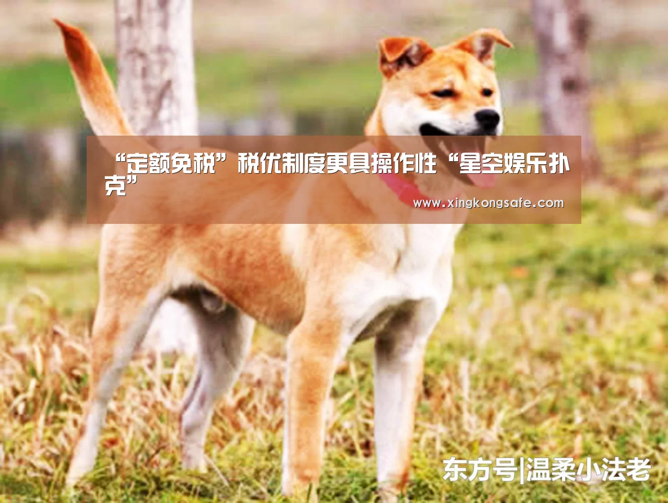 “定额免税”税优制度更具操作性“星空娱乐扑克”(图1) 星空娱乐